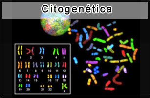Citogenética